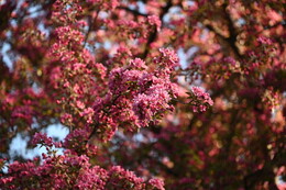 A preview of asset 115093