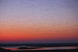 A preview of asset 82662