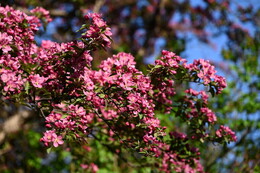 A preview of asset 115100