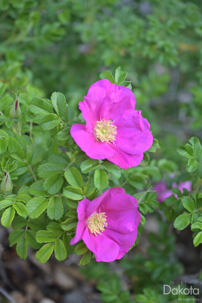 A preview of asset 76550