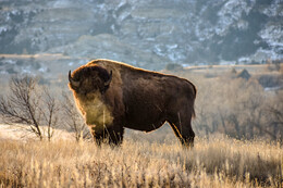 A preview of asset 74199