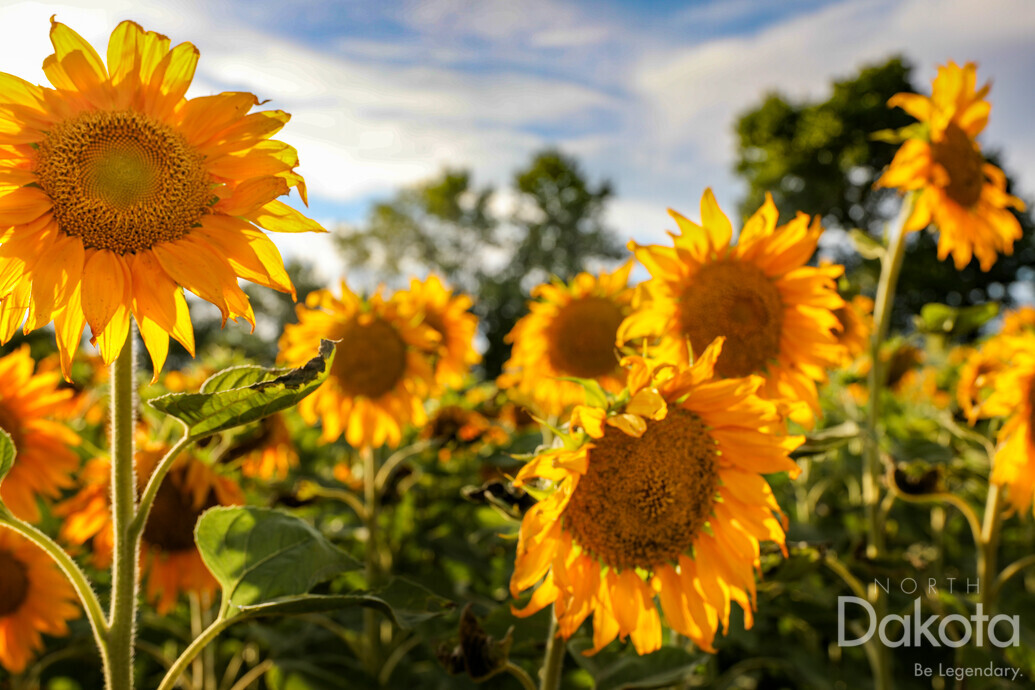 A preview of asset 83320