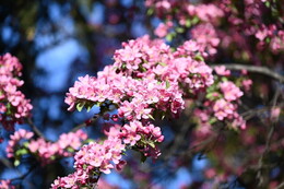 A preview of asset 115094