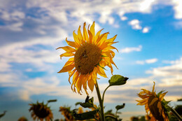 A preview of asset 83325