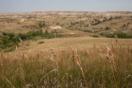 A preview of asset 58708