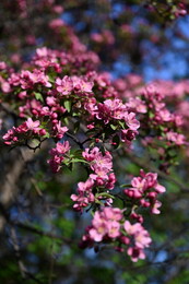 A preview of asset 115097