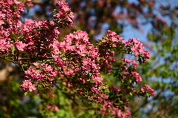 A preview of asset 115099