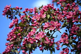 A preview of asset 115090