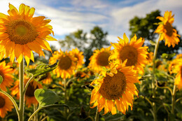 A preview of asset 83320