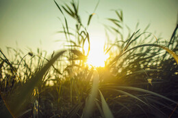 A preview of asset 57940