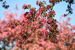 A preview of asset 115086