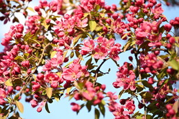 A preview of asset 115087