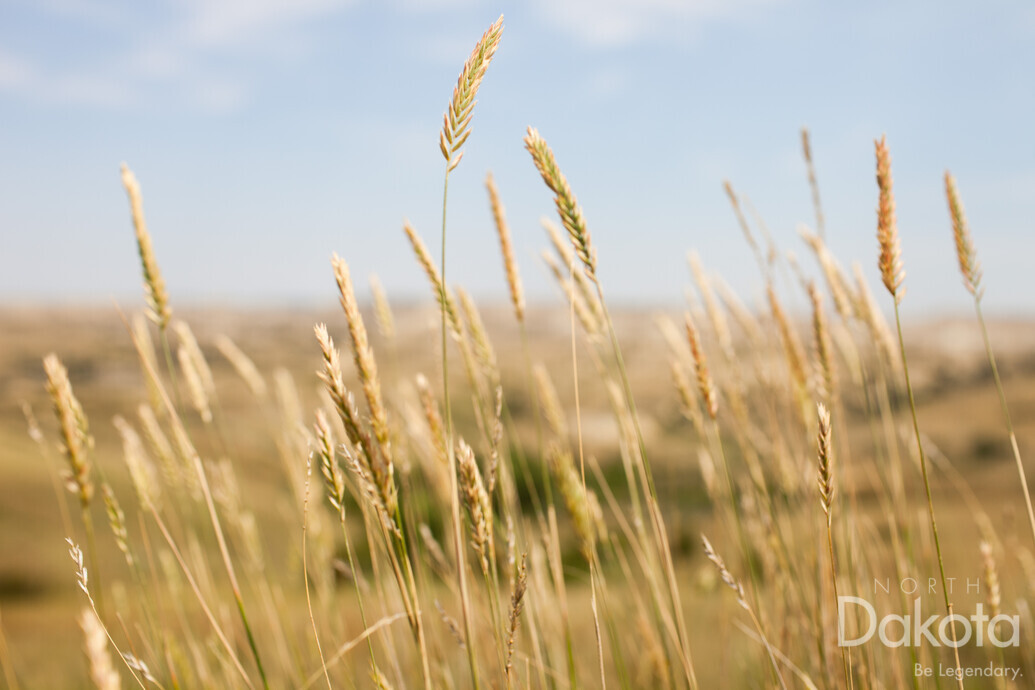 A preview of asset 58726