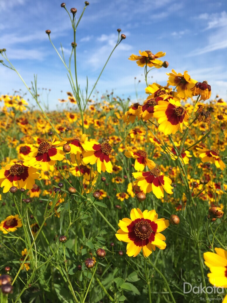 A preview of asset 96958