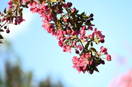 A preview of asset 115088