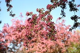 A preview of asset 115085