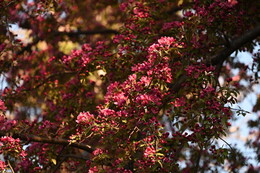 A preview of asset 115092