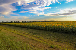 A preview of asset 83324