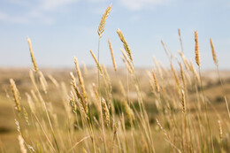 A preview of asset 58726