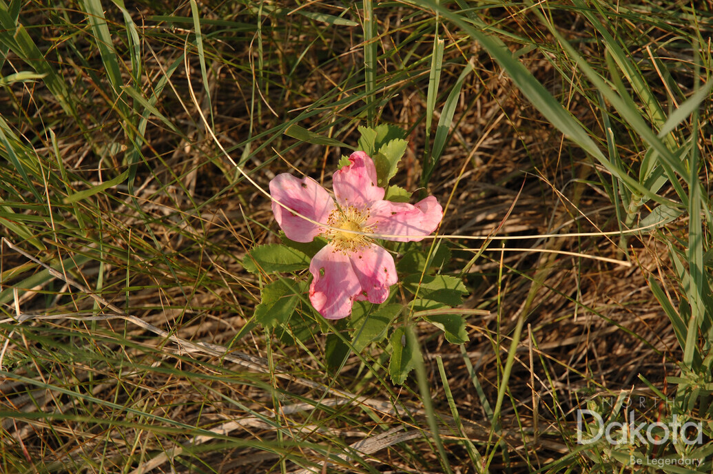 A preview of asset 58747