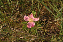 A preview of asset 58747