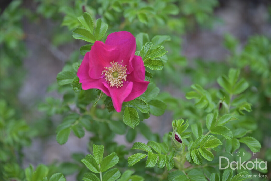 A preview of asset 76549