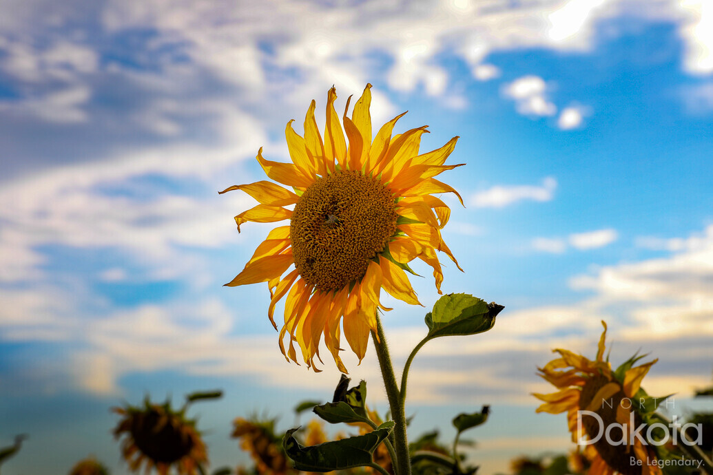 A preview of asset 83325