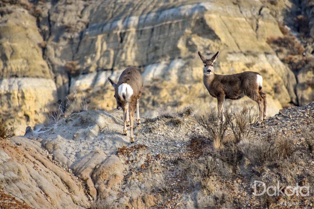 A preview of asset 74243