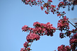 A preview of asset 115091