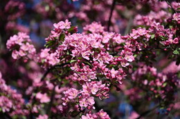 A preview of asset 115095