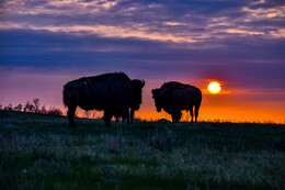 A preview of asset 74210