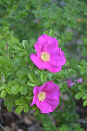 A preview of asset 76550