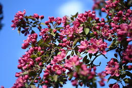 A preview of asset 115089