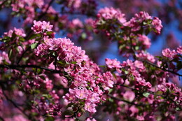 A preview of asset 115096