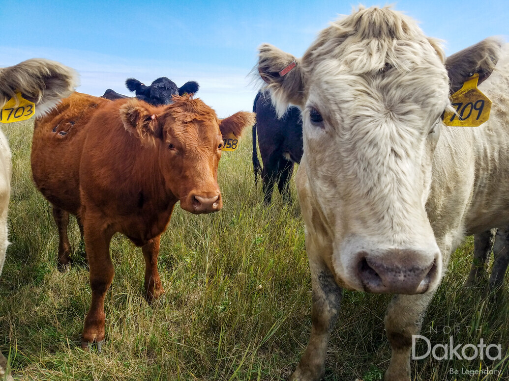 A preview of asset 83511