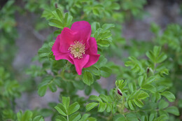 A preview of asset 76549