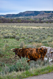 A preview of asset 74195