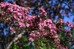 A preview of asset 115098