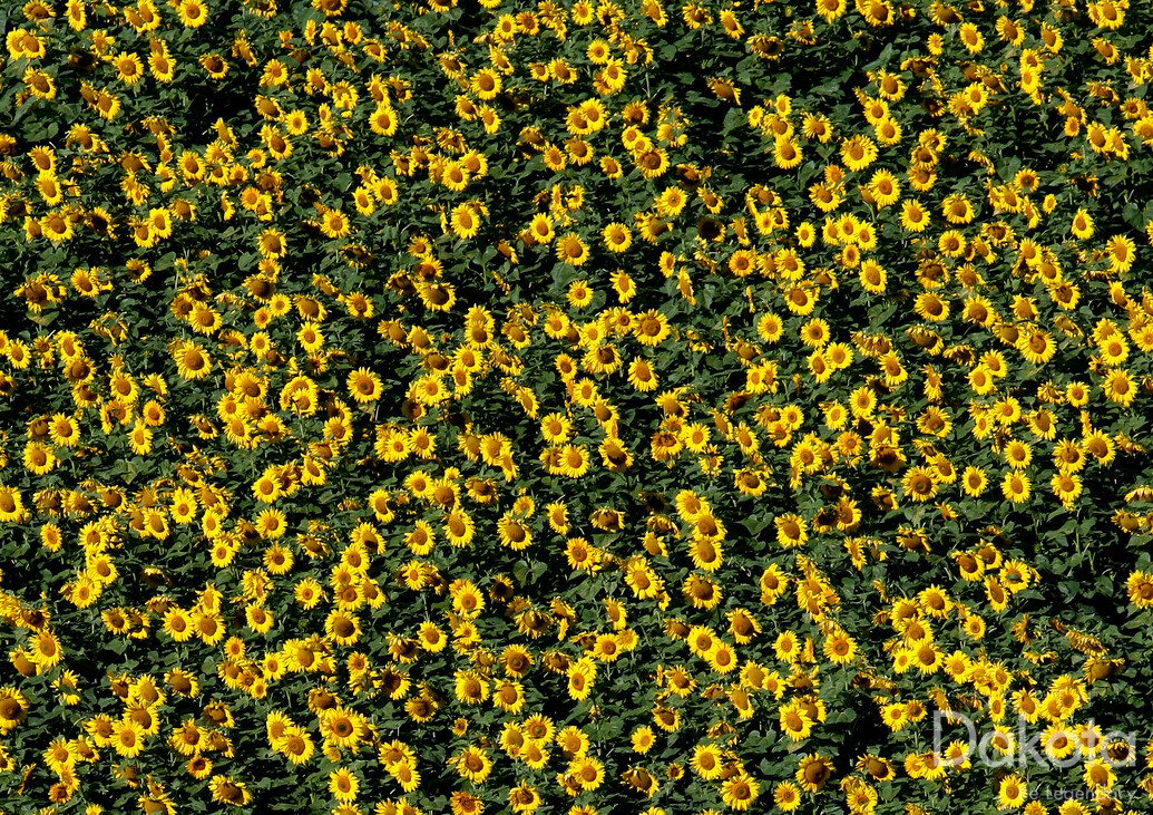 A preview of asset 57802